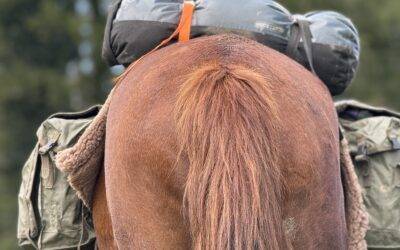 Le matériel de secours en voyage à cheval